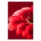 Preview: Makroaufnahme einer roten Gerbera Blüte mit sanftem Licht und verschwommenem Hintergrund.